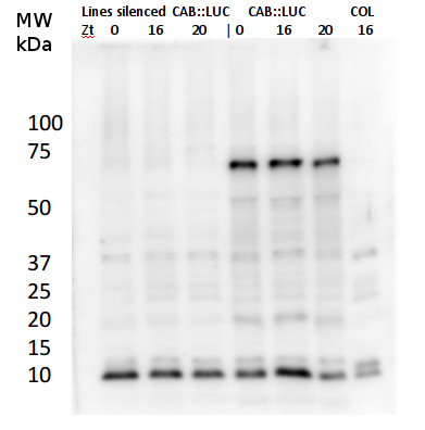 Western blot using anti-LUC antibodies